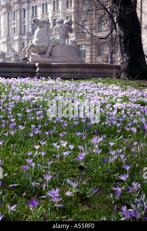 Crocus field flowering in spring Lenbachplatz Munich Bavaria Germany Stock Photo