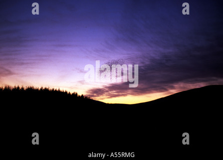evening sky, Stock Photo
