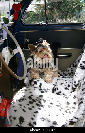 Yorkshire Terrier dog on plush seat in old beetle car seen in Munich Bavaria Germany Stock Photo