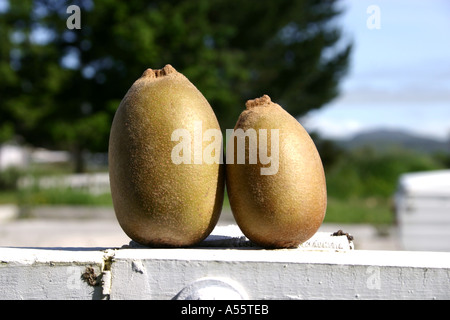 two different size Kiwi fruit New Zealand Stock Photo