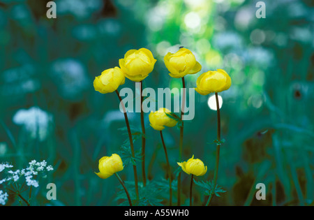 Globe Flower Globeflower Trollius europaeus Germany Stock Photo