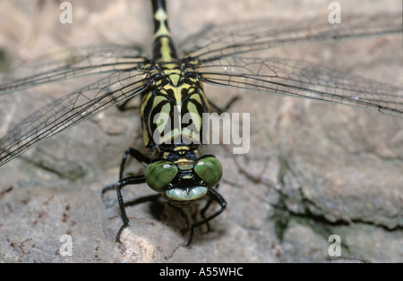 Green eyed hook tailed dragonfly Onychogomphus forcipatus Germany Stock Photo