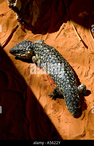 Australian Shingleback lizard Trachydosaurus rugosus Stock Photo