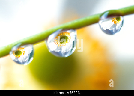 Close up of droplets of water on a Japanese Anemones. Stock Photo
