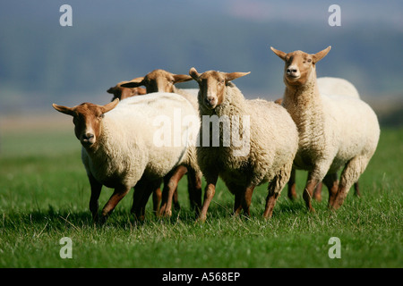 Coburger Fuchsschafe, Coburg fox sheep [Ovis ammon aries] Stock Photo