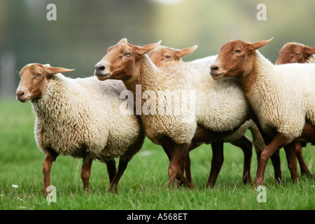 Coburger Fuchsschafe, Coburg fox sheep [Ovis ammon aries] Stock Photo