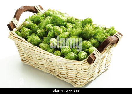 Hop umbels in basket Stock Photo
