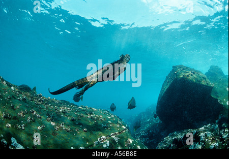 diving Galapagos Marine Iguana, Amblyrhynchus cristatus Stock Photo
