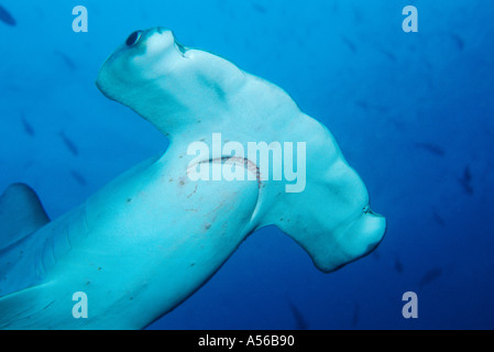 a clos up pifture from the head of Sphyrna lewini, Scalloped hammerhead shark  in blue water Stock Photo