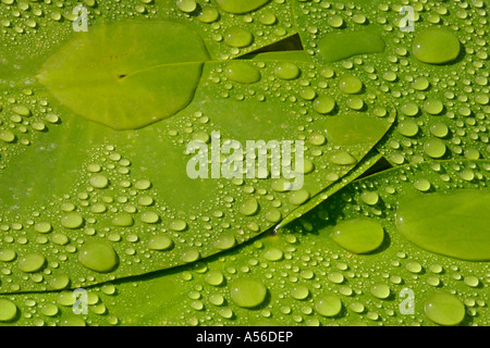 Regentropen auf Seerosenblaettern Deutschland rain drops on water lily leaves Germany Stock Photo