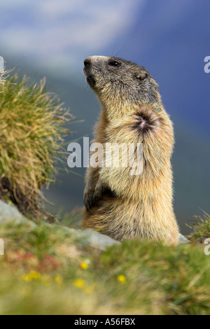 Murmeltier Alpen Marmoto marmota marmot Alps Austria Österreich Großglockner Nationalpark Hohe Tauern Stock Photo