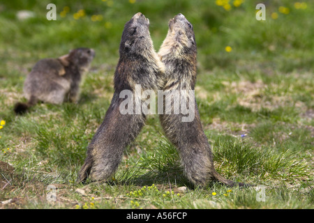 Murmeltier Alpen Marmoto marmota marmot Alps Austria Österreich Großglockner Nationalpark Hohe Tauern Stock Photo