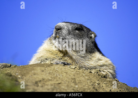 Murmeltier Alpen Marmoto marmota Österreich Nationalpark Hohe Tauern Grossglocknerhochalpenstrasse Stock Photo