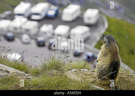 Alpine Marmot Stock Photo