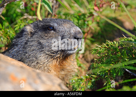 Murmeltier Alpen Marmoto marmota Schweiz Berner Oberland Stock Photo