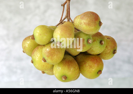 Fruits of the service tree (Sorbus domestica) Stock Photo