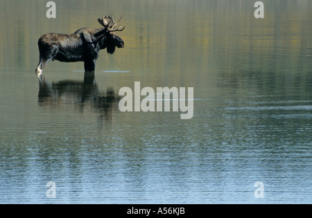 Moose standing in the Snake River, Grand Teton National Park, Wyoming, USA Stock Photo