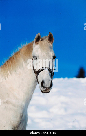 Orlov Trotter Orlow Traber Stock Photo