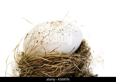Egg in nest, close-up Stock Photo