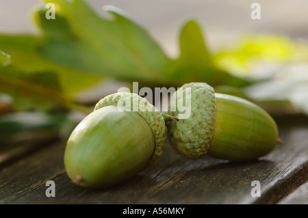 Two acorn fruits, close-up Stock Photo