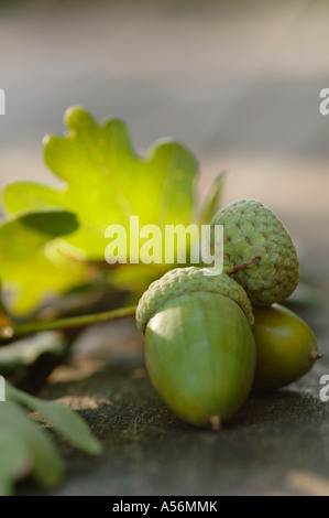 Two acorn fruits, close-up Stock Photo
