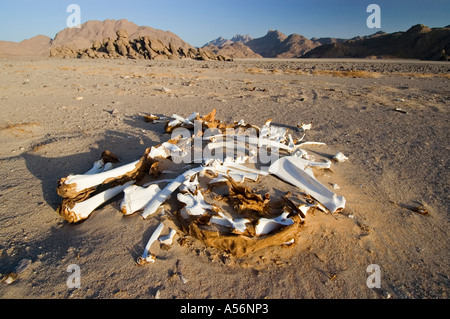 Dead camel in the desert Stock Photo