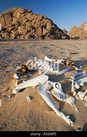 Dead camel in the desert Stock Photo