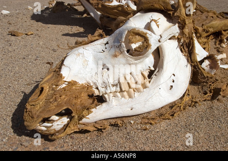 Dead camel in the desert Stock Photo