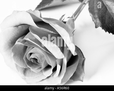 black and white rose Stock Photo