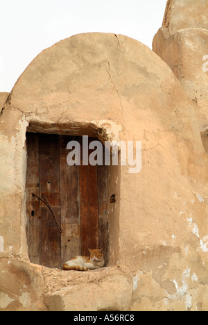 Cat asleep in the doorway of a traditional ksar - Berber fortified granary, Medenine, Tunisia Stock Photo