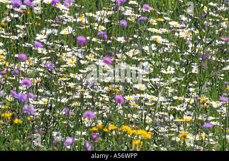 blumenwiese flower meadow Stock Photo