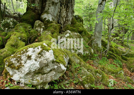 Majella Nationalpark Italien roots of an old beech fagus sylvatica in the St Antonio forest Majella National Park Abruzzian moun Stock Photo