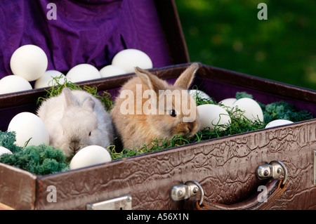 Rabbits sitting in briefcase with eggs, close-up Stock Photo