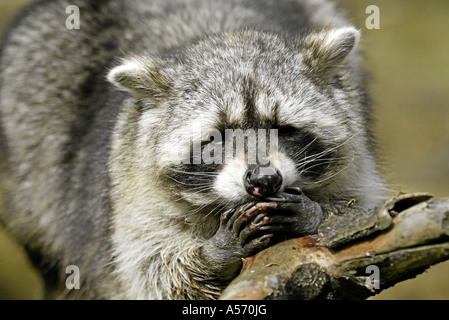 Waschbär Procyon lotor Raccoon Stock Photo