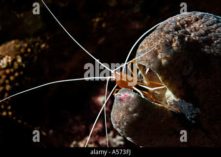 Riesenmuraene Giant Moray Gymnothorax Javanicus actinopterygii moray eels moray muraene murene murena indo pacific symbiose symb Stock Photo