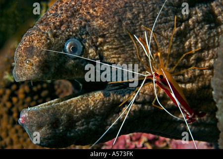 Riesenmuraene Giant Moray Gymnothorax Javanicus actinopterygii moray eels moray muraene murene murena indo pacific symbiose symb Stock Photo