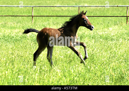 Shagya Arab Hungary Europe Stock Photo