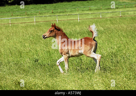 Shagya Arab Hungary Europe Stock Photo