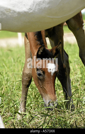 Shagya Arab Hungary Europe Stock Photo