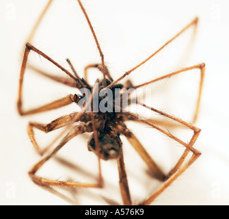 dead House spider Tegenaria gigantea-domestica