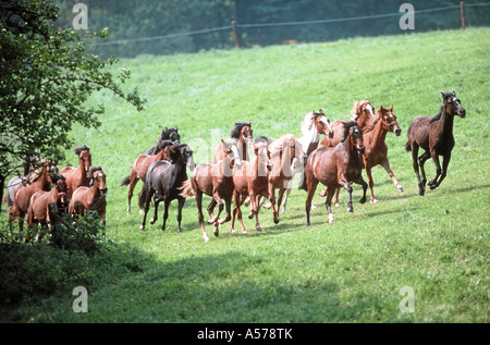 paso fino Stock Photo