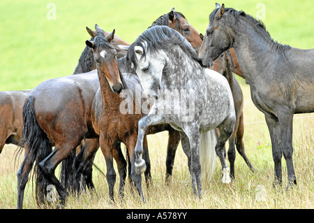 paso fino hengst boccica schimmel in junghengstherde paso finos gestüt steinbeiss wiesenfelden Stock Photo