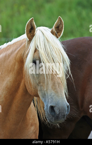 Paso Peruano Horse Stock Photo