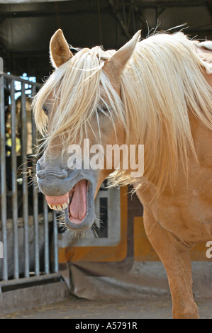 Paso Peruano Horse Stock Photo