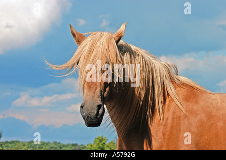 Paso Peruano Horse Stock Photo