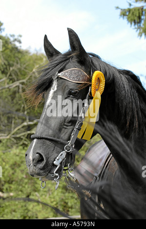 Paso Peruano Horse Stock Photo