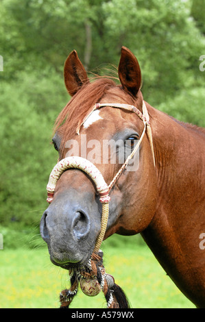 Bosal hackamore hi-res stock photography and images - Alamy