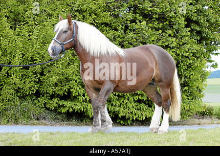 Rhenish-German Cold-Blood Horse, Rheinisch-Deutsches Kaltblutpferd Stock Photo