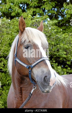 Rhenish-German Cold-Blood Horse, Rheinisch-Deutsches Kaltblutpferd Stock Photo