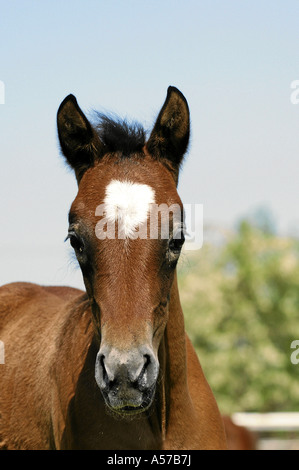 Shagya Arab Hungary Europe Stock Photo